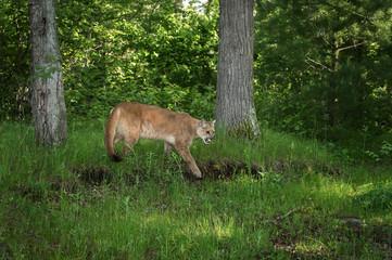 Adult Female Cougar (Puma concolor) Stalks Right Near Woods