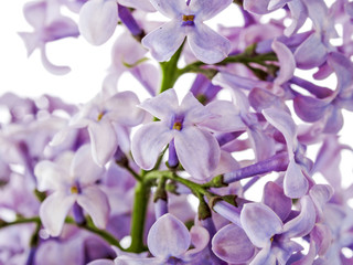 Lilac in blossom