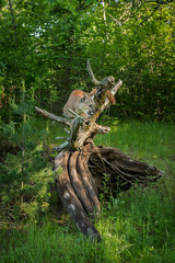 Adult Female Cougar (Puma concolor) Crouches On Root Bundle