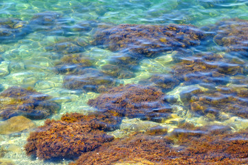 Naklejka na ściany i meble Bright algae in the water at the sea shore