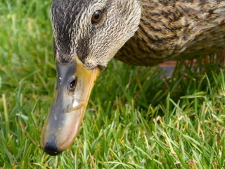 Ente auf einer Wiese