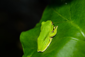 American green tree frog with lush ginger foliage