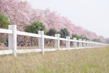 Fototapeta premium White fence and cherry blossom or tabebuia rosea or rosy trumpet trees.