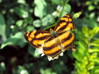 Fototapeta na wymiar Common Jester butterfly (Symbrenthia Lilaea)