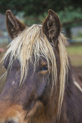cheval