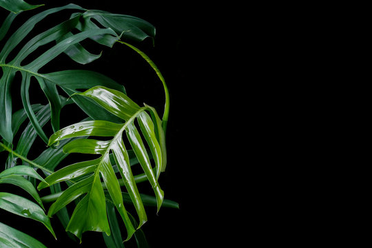 Fototapeta Green leaves with water drops of native Monstera plant growing in wild on black background