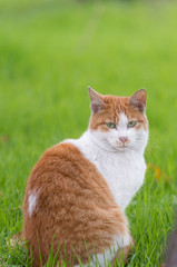 Naklejka na ściany i meble Red tabby cat on the grass