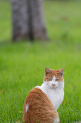 Naklejka na ściany i meble Red tabby cat on the grass