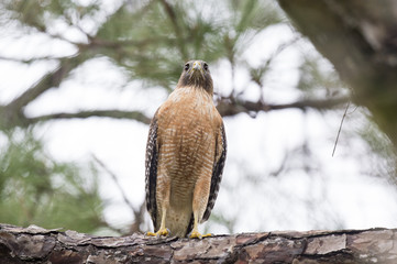 A perched Red-shouldered Hawk in a pine tree in soft overcast light.