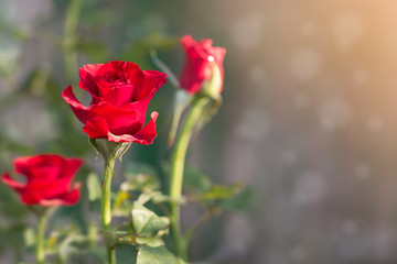 Red Roses on a bush in a garden