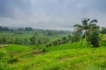 Obraz premium reisfelder mit regenwolken