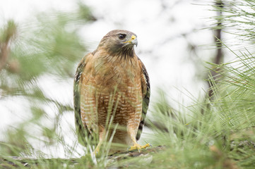 Red-shouldered Hawk staring out from its perch on a pine tree in soft overcast light.