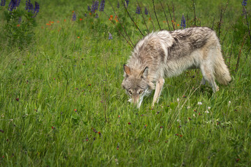Grey Wolf (Canis lupus) Yearling Sniffs in Grass