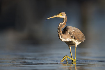 A Tri-colored Heron stalks the shallow water in search of food in the late afternoon sun.