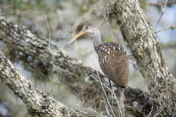 A big Limpkin stands in a tree in soft afternoon sunlight.