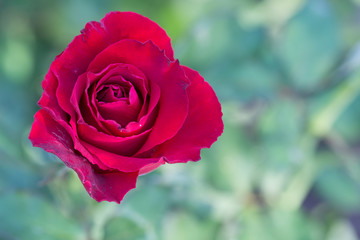 Beautiful red rose in a garden on green background