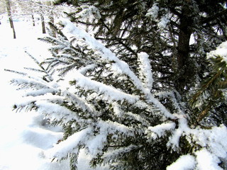 Spruce in the snow with branches in frost