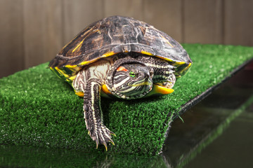 Red-eared slider turtle.