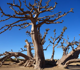 Un baobab dans la savane africaine