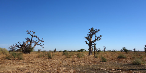 Un baobab dans la savane africaine