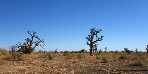 Photo sur Aluminium Baobab Un baobab dans la savane africaine
