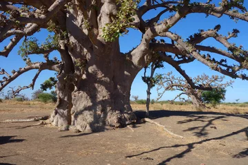 Photo sur Aluminium brossé Baobab Un baobab dans la savane africaine