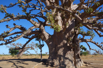 Un baobab dans la savane africaine