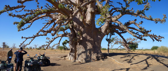 Arrêt devant un baobab sacré dans la savane africaine © Cyril PAPOT