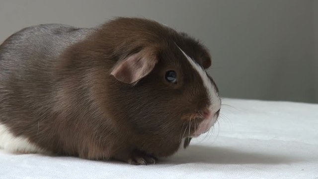 Pet Guinea pig on a neutral background