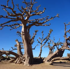 Zelfklevend Fotobehang Baobab Un baobab dans la savane africaine