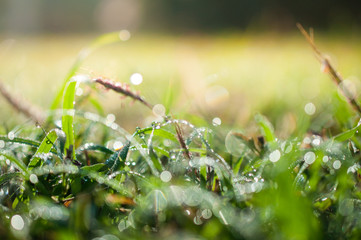 water drops in fresh garden.