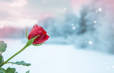 Valentines day background. Valentine's day. Romantic  winter background with red rose