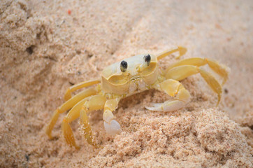 Cangrejo amarillo
