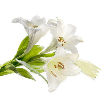 Bouquet of white lilies isolated on white background