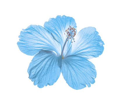 Blue Flower Isolated On White Background