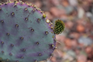 Prickly pear cactus in Sedona, Arizona
