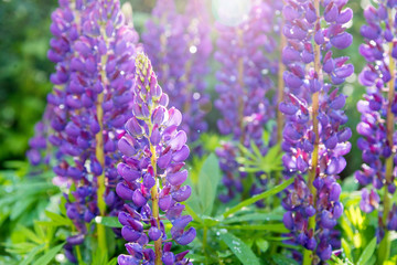 blooming purple lupines with drops of dew on a sunny summer day