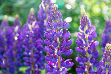 blooming purple lupines with drops of dew on a sunny summer day