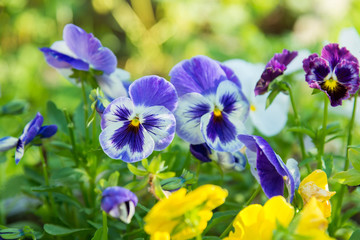 flowering colorful pansies in the garden