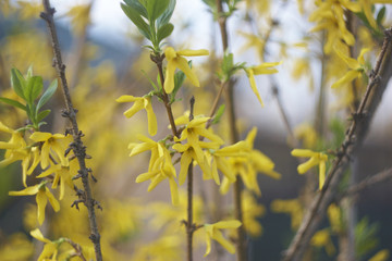 Forsythia