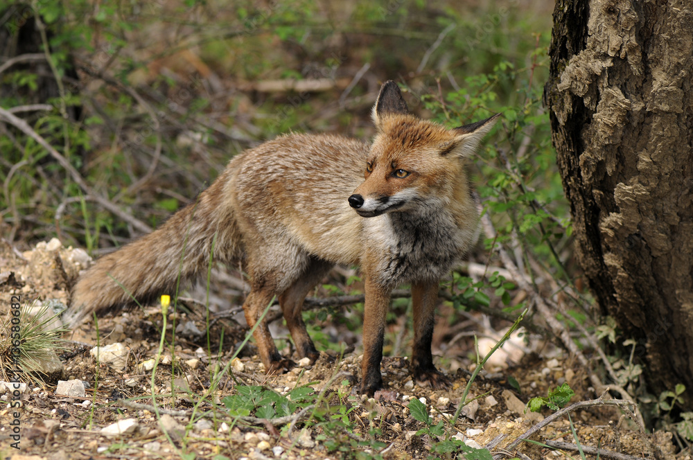 Poster Fuchs (Vulpes vulpes) auf der Jagd