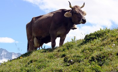 Schweizer Kühe