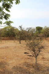 Fototapeta premium Trees in a desert