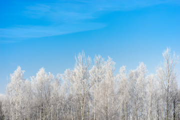 Obraz na płótnie Canvas Frozen birch tree in the winter