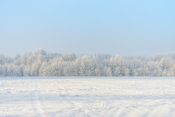 Winter field landscape with trees covered with hoarfrost