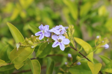 A sunset in the western ghat of India