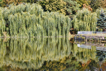 Willow trees at the lake with reflection, central park in Edinet city, north of republic of Moldova