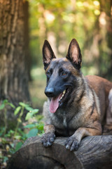 The portrait of belgian shepherd malinois dog on the blur nature  forest background