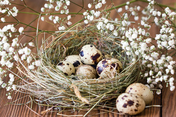 Obraz premium Quail eggs in nest of hay on wooden background