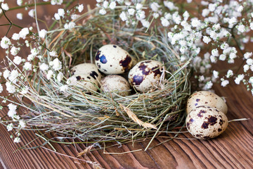 Obraz premium Spotted quail eggs in a nest on a wooden background